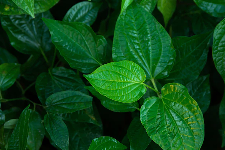 Lá trầu không được chiết xuất trong 3 dòng sữa tắm sáng da, kháng khuẩn La’Petal