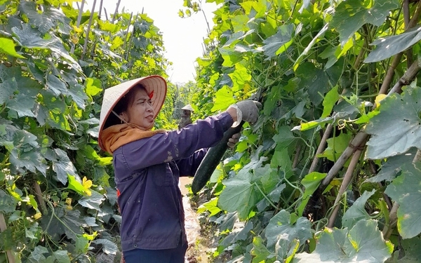 Có “của ăn, của để” từ khi chuyển sang trồng bí xanh