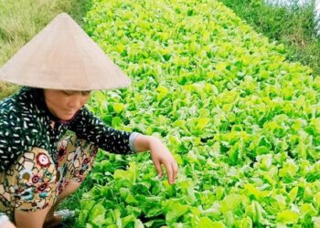 Sóc Trăng: Mô hình khởi nghiệp hiệu quả