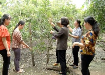 Phụ nữ có mặt trong mọi thành phần kinh tế góp phần xây dựng nông thôn mới nâng cao