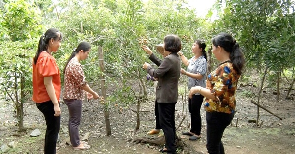 Phụ nữ có mặt trong mọi thành phần kinh tế góp phần xây dựng nông thôn mới nâng cao
