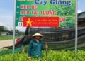 Nguồn vốn nhỏ giúp phụ nữ đẩy mạnh sản xuất hàng hoá 6 Nguồn vốn nhỏ giúp phụ nữ đẩy mạnh sản xuất hàng hoá