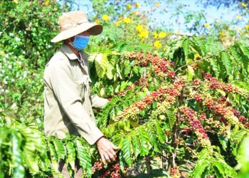 EU cấm nhập khẩu các sản phẩm cà phê, ca cao có xuất xứ do phá rừng