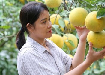 Tiếp sức cho người nghèo Thủ đô tự lực vươn lên
