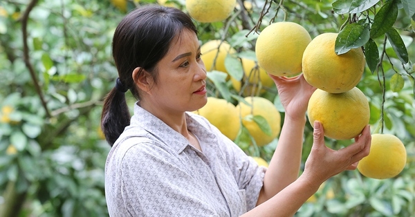 Tiếp sức cho người nghèo Thủ đô tự lực vươn lên
