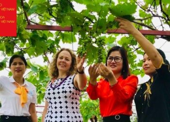 Nguồn vốn vay nhỏ hỗ trợ phụ nữ phát triển mô hình nho đen chất lượng cao